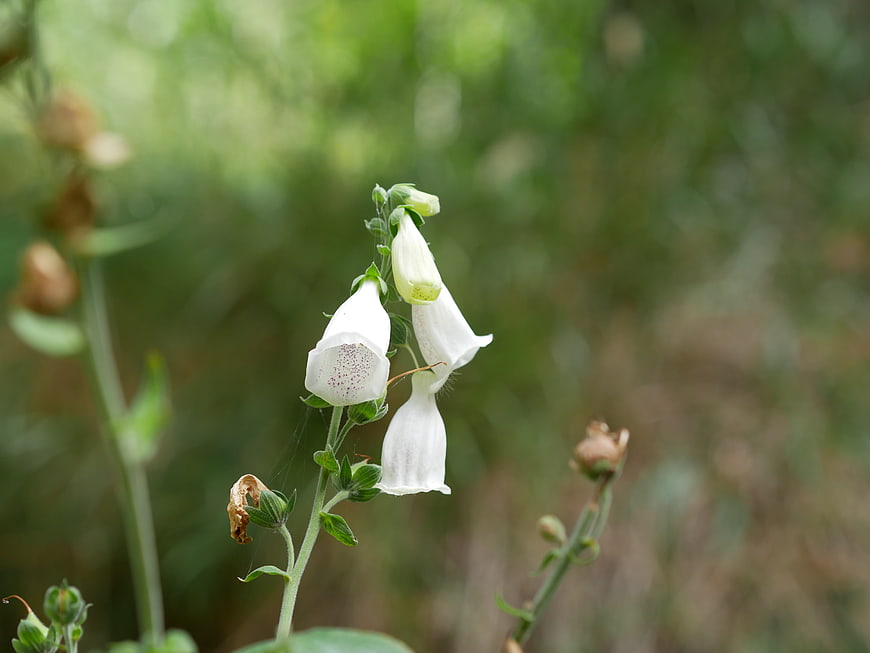 White Foxglove Flowers in Natural Meadow Setting