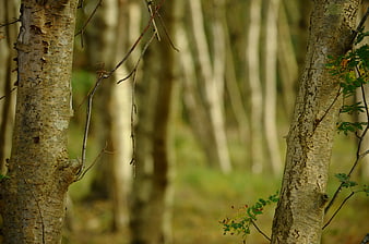 Close-up of birch tree trunks in an autumn forest