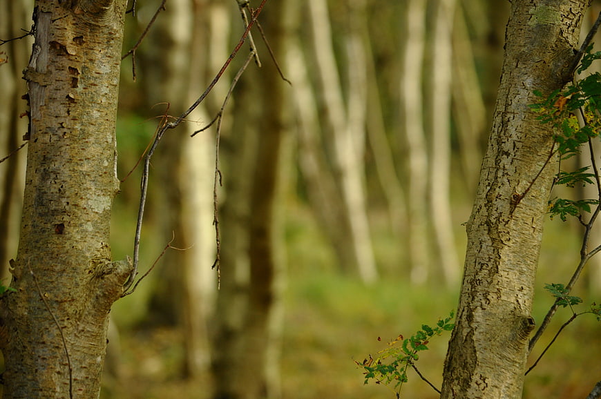 Close-up of birch tree trunks in an autumn forest
