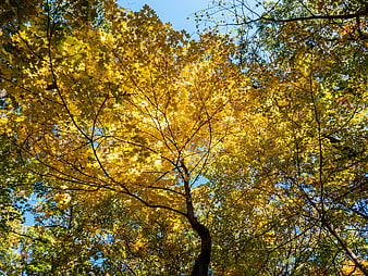 Low Angle View of Yellow Autumn Leaves Against Blue Sky