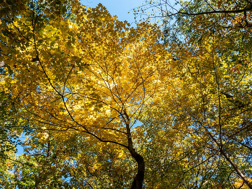 Low Angle View of Yellow Autumn Leaves Against Blue Sky
