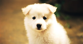 Adorable White Puppy Portrait With Soft Focus Background