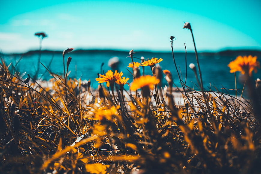 Yellow wildflowers in grass with blurred blue sea background