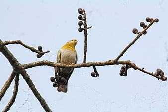 Yellow-footed Green Pigeon Perched on Branch with Berries