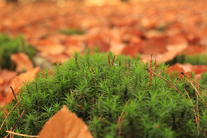 Close-up of green moss with blurred autumn leaves background