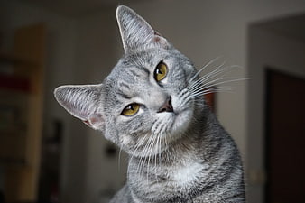 Portrait of a gray tabby cat with amber eyes looking up