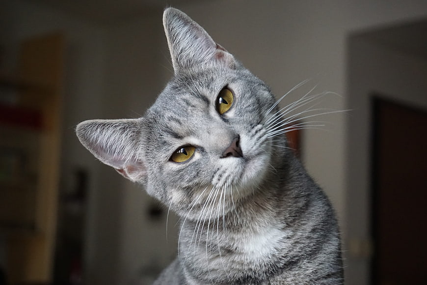 Portrait of a gray tabby cat with amber eyes looking up