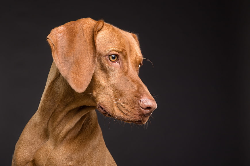 Studio Portrait of a Vizsla Dog on Black Background