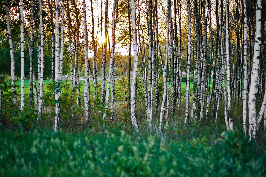 Sunset through birch forest with green grass foreground
