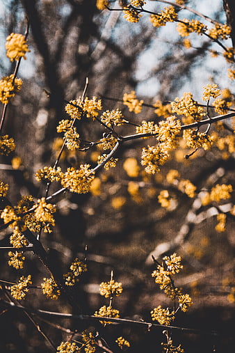 Golden Spring Blossoms on Bare Branches Against Blurred Forest Background