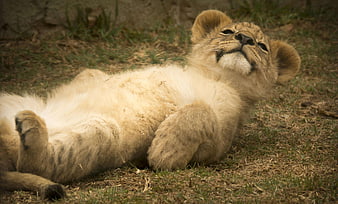 Cute Lion Cub Lying On Grass With Playful Expression