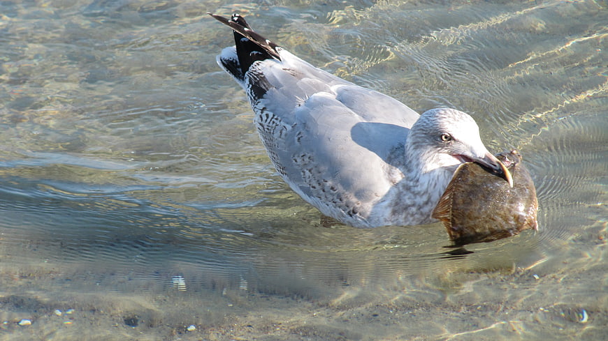 Seagull holding fish in shallow clear water