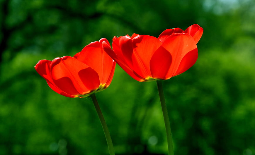 Two vibrant red tulips blooming against a blurred green background