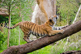 Tiger Stretching on Log in Natural Habitat