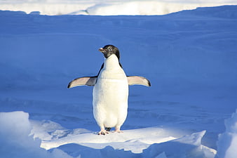 Adelie Penguin Standing on Antarctic Ice