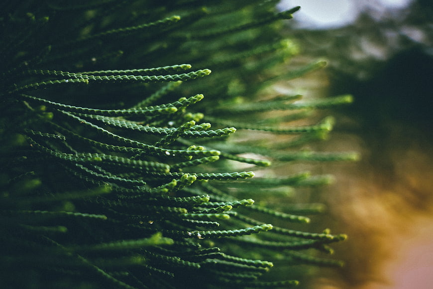 Close-up of green pine needles with blurred background