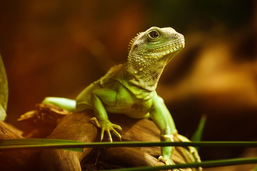 Green Chinese Water Dragon Reptile on Wood