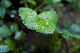 Close-up of green leaf with water droplets