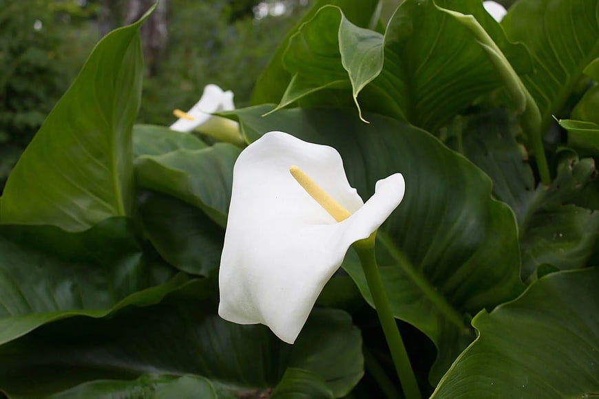 White Calla Lily Bloom Amidst Lush Green Leaves