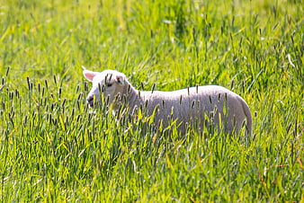 Cute white lamb standing in tall green grass field