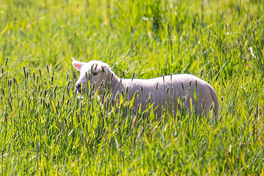 Cute white lamb standing in tall green grass field