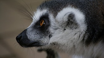 Close-up profile of a ring-tailed lemur face