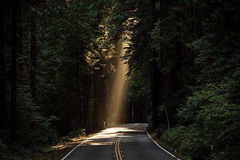 Sunbeams illuminating a winding forest road