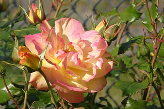 Pink and Yellow Rose Bloom with Buds in Sunlight