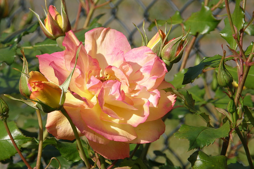 Pink and Yellow Rose Bloom with Buds in Sunlight