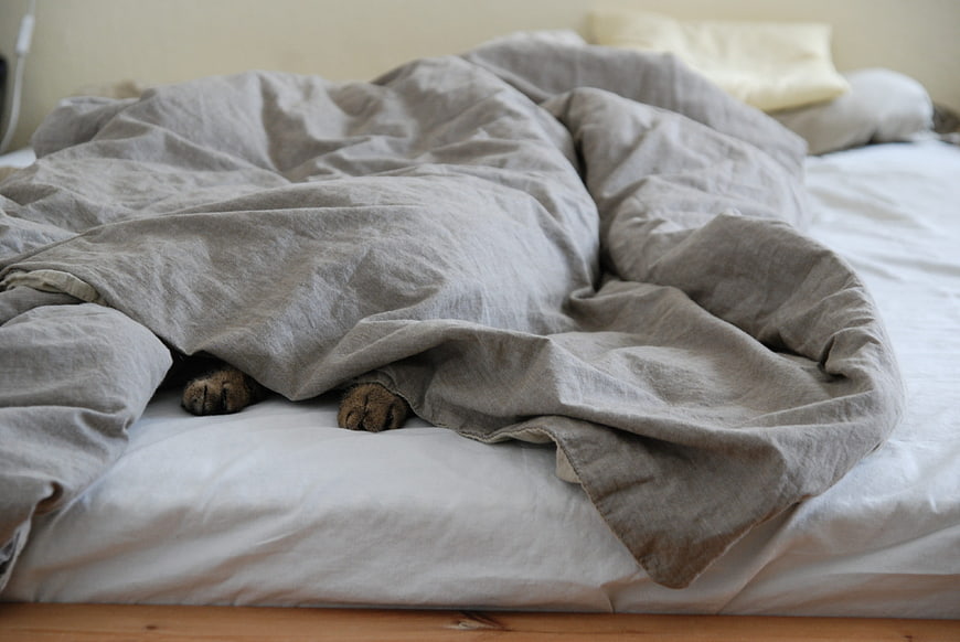 Cat paws peeking out from under gray duvet on bed