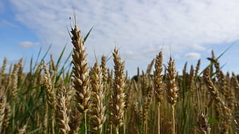 Golden Wheat Ears in Field Under Blue Sky