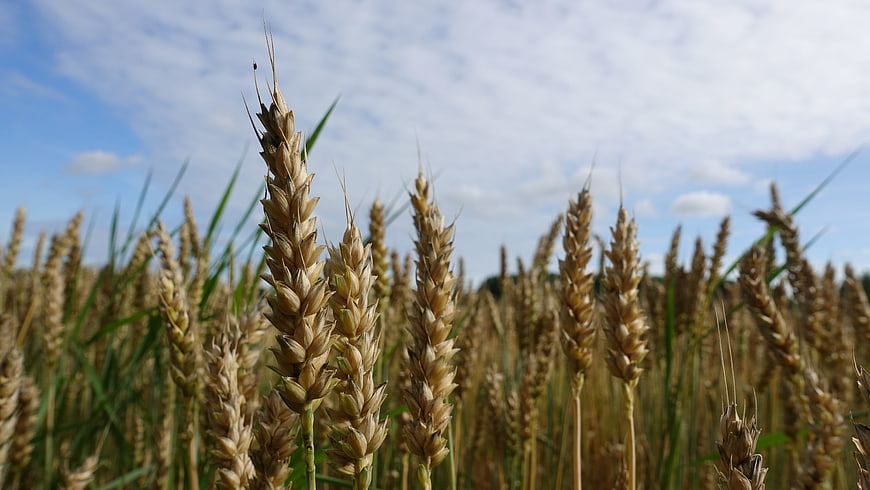 Golden Wheat Ears in Field Under Blue Sky
