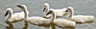 Five fluffy white cygnets swimming in a row on a lake
