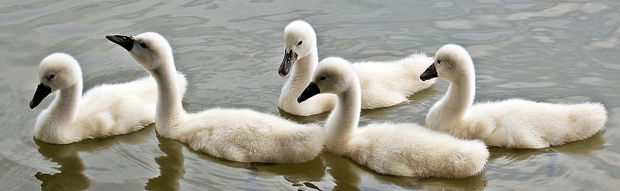 Five fluffy white cygnets swimming in a row on a lake