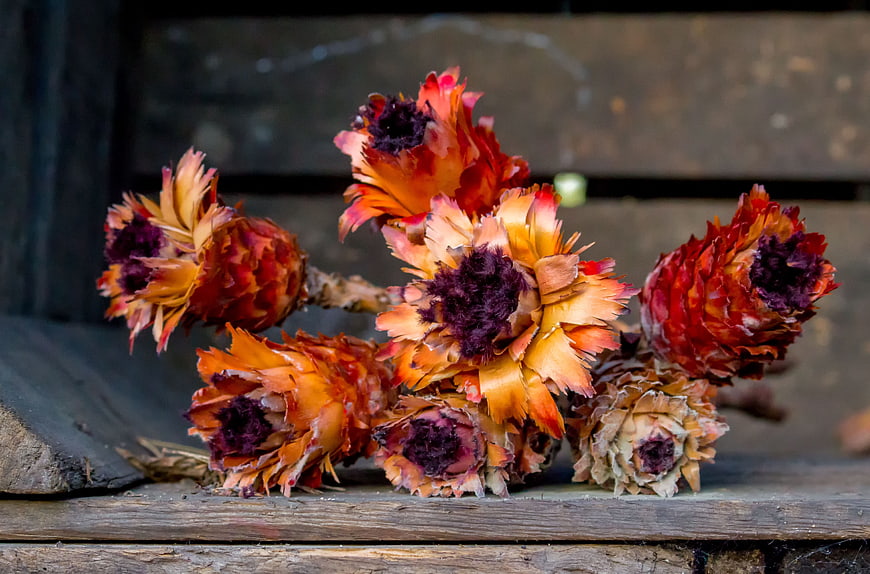 Dried strawflowers on rustic wooden background