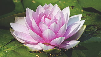 Pink Water Lily Blossom on Green Lily Pad