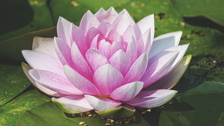 Pink Water Lily Blossom on Green Lily Pad