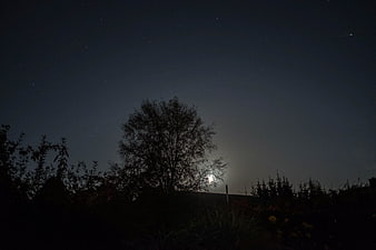 Silhouette of a tree against a starry night sky with moon
