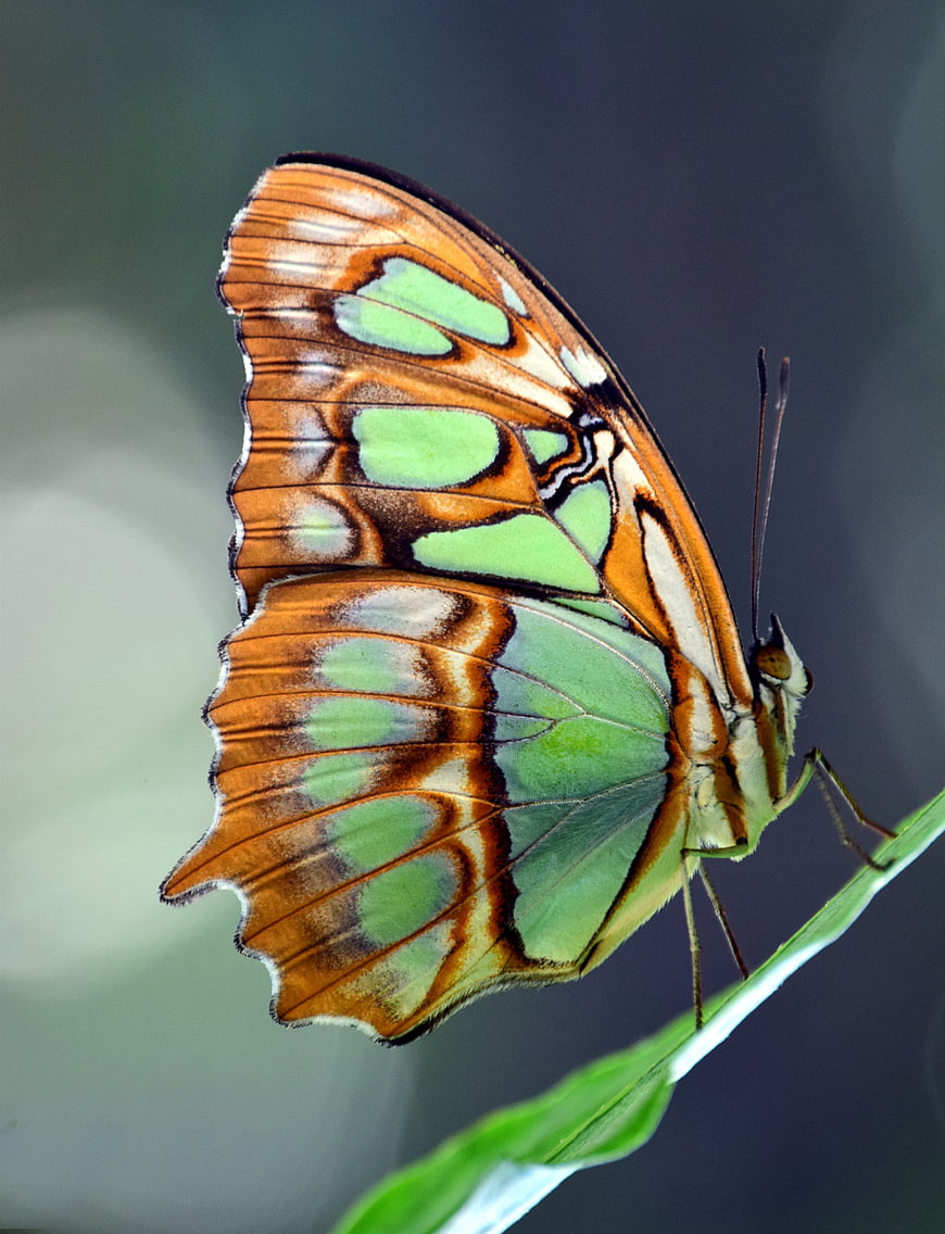 Close-up of a Malachite butterfly perched on a green leaf