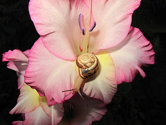 Close-up of a snail on a pink gladiolus flower
