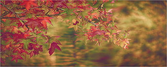 Vibrant Red and Green Maple Leaves in Autumn