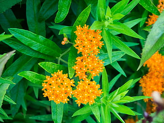 Vibrant Orange Butterfly Weed Flowers with Green Leaves