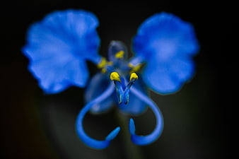 Close-up of Blue Spiderwort Flower with Yellow Stamens