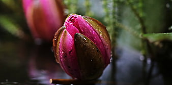 Close-up of a pink water lily bud with raindrops in a dark pond