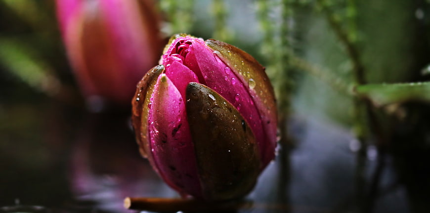 Close-up of a pink water lily bud with raindrops in a dark pond