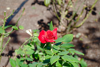 Vibrant Red Rose Bloom in Garden