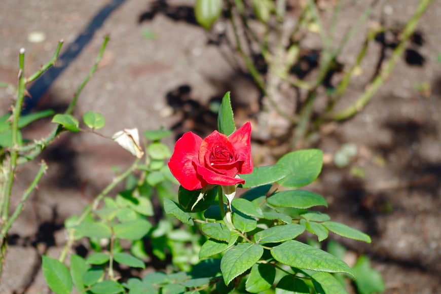 Vibrant Red Rose Bloom in Garden