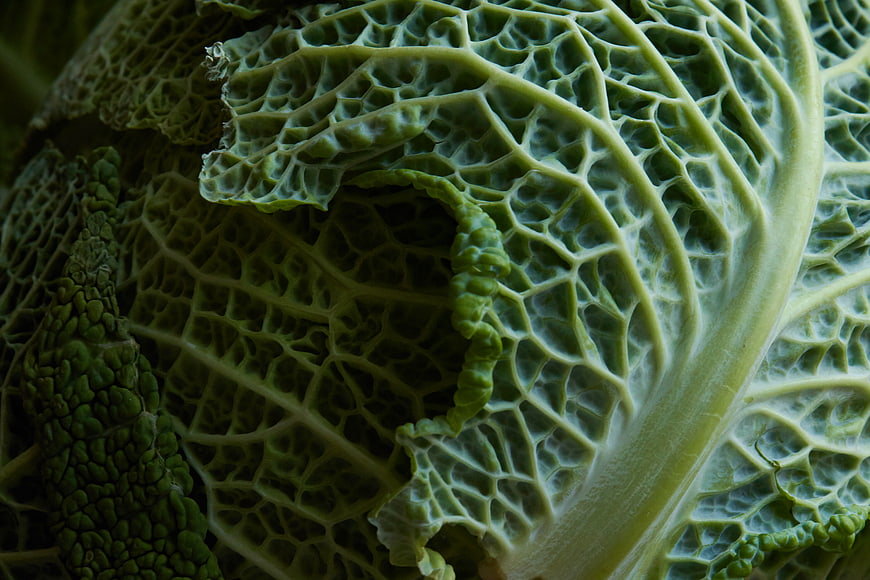 Macro Texture of Savoy Cabbage Leaf
