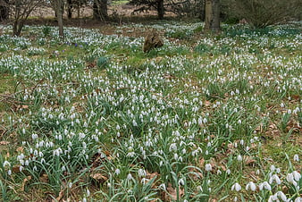 Field of white snowdrops blooming in early spring forest
