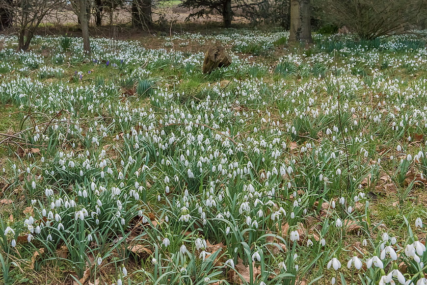 Field of white snowdrops blooming in early spring forest